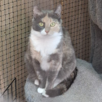 Photo of Bambi**2nd Chance Cat Rescue**