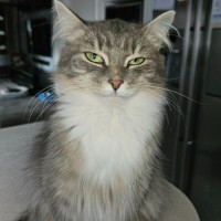 Photo of Meleke**2nd Chance Cat Rescue**