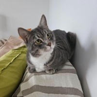 Photo of Tiger