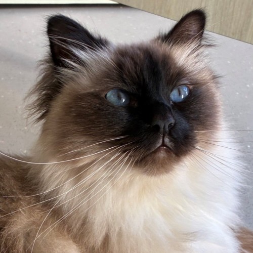 C1628 Jasper - Birman Cat