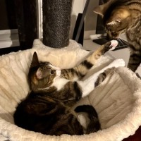 Photo of Billy **2nd Chance Cat Rescue**