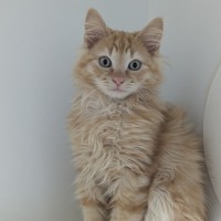 Photo of 🧨 Romba 5884 🧨