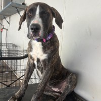 Photo of Clover