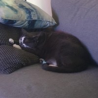 Photo of Zazee *9 Lives Project Rescue*