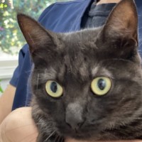 Photo of Sheba