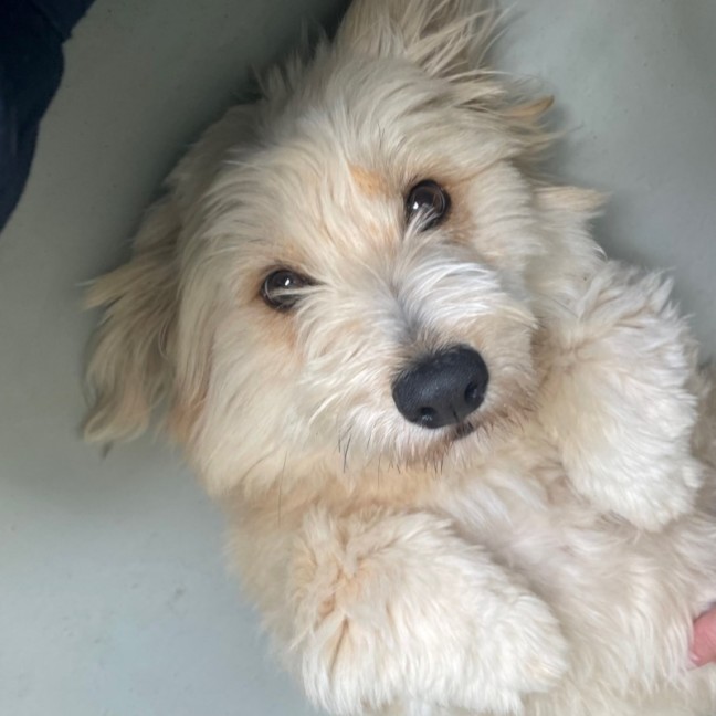 Photo of Nala