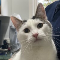 Photo of Cosmo