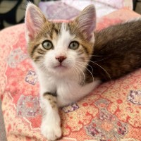 Photo of Nugget