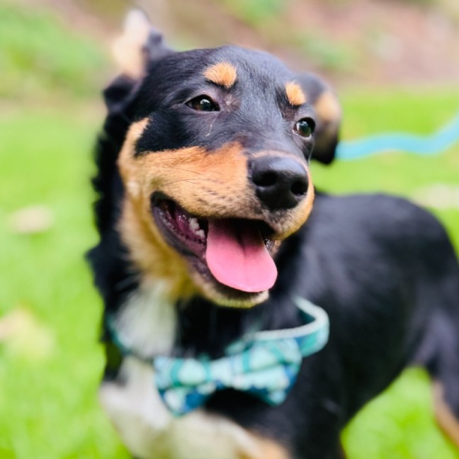 Photo of Minty