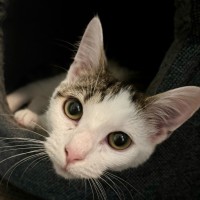 Photo of Marshmallow