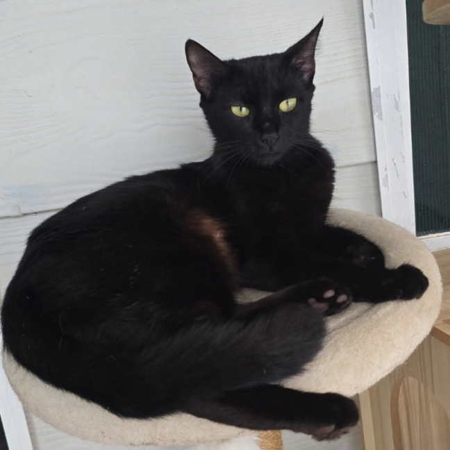 Photo of Grizabella