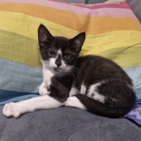 Photo of Ryder 😻🐾