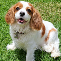 Photo of Opal 