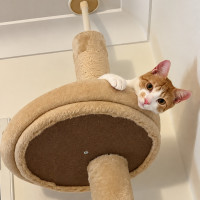 Photo of Maple