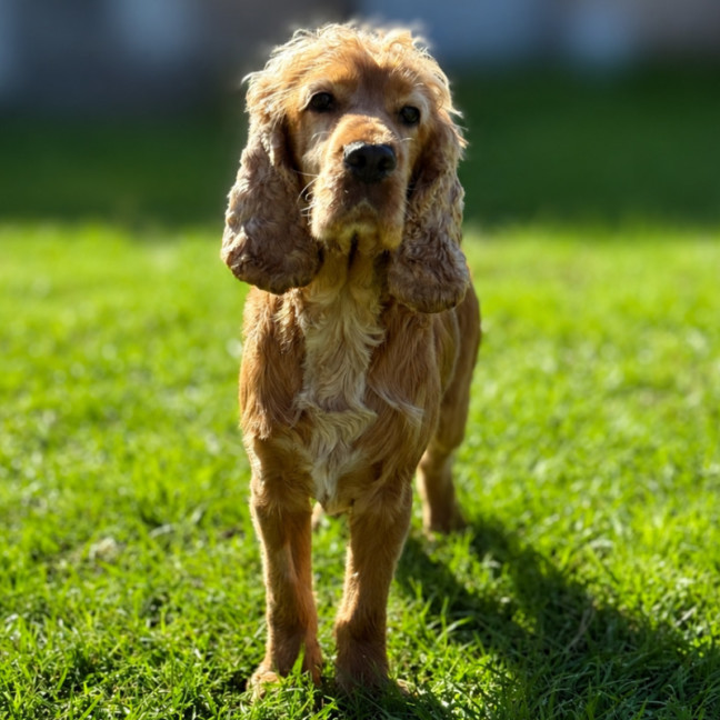 Photo of Winston