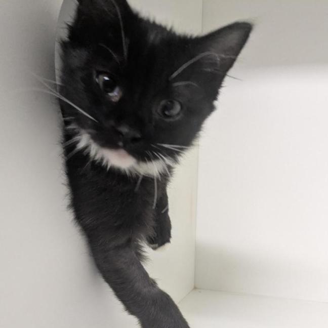 Photo of 🍿 Pokey 7007 🍿