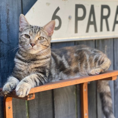 Roquette - Domestic Short Hair (DSH) Cat