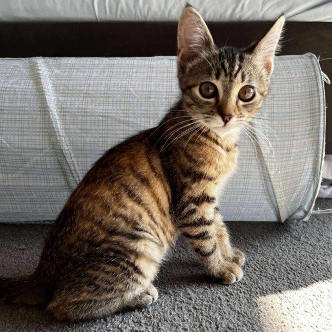 Photo of Violet