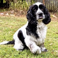 Photo of Harley