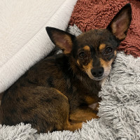 Photo of Charko