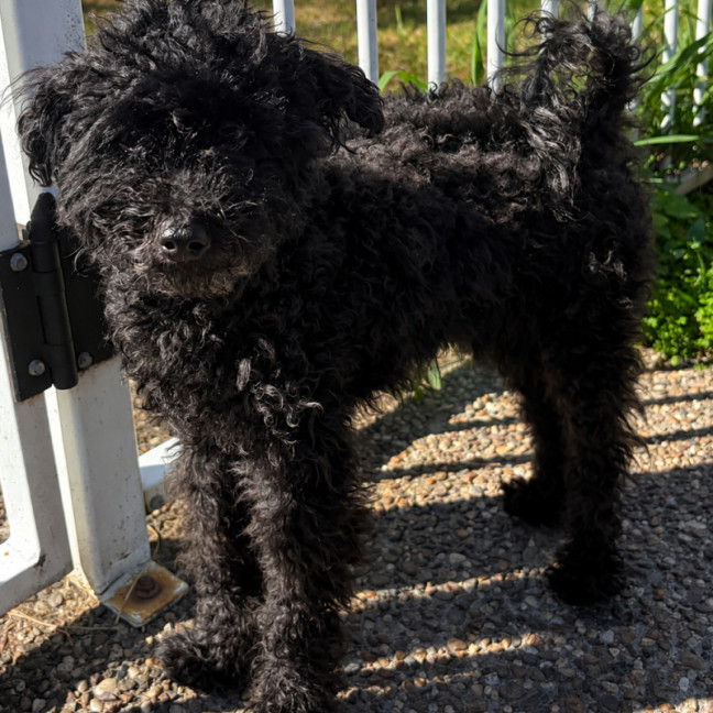 Photo of Buddy