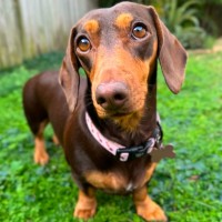 Photo of Chilli