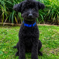 Photo of Buddy