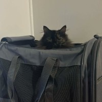 Photo of Mariska And Antoni ❣️❣️