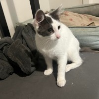 Photo of Misty 