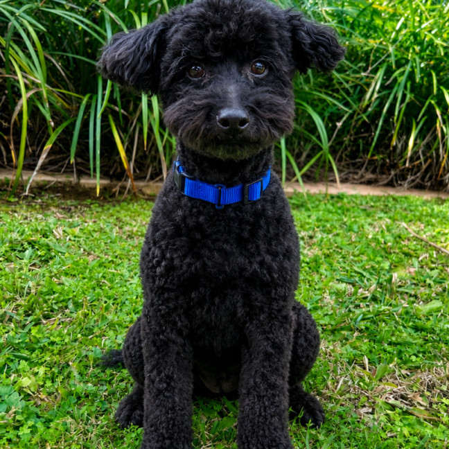 Photo of Buddy
