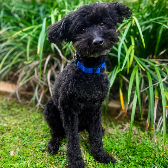 Photo of Buddy
