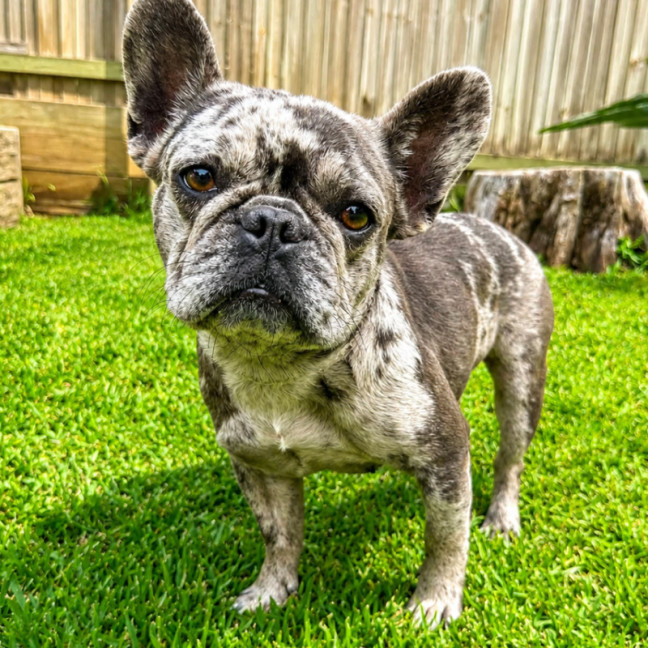 Photo of Daisy