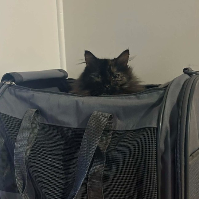 Photo of Mariska And Antoni ❣️❣️