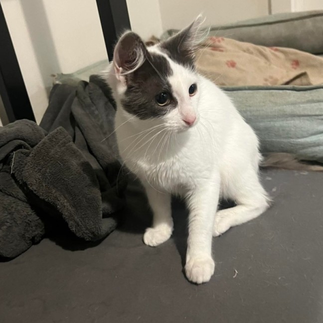 Photo of Misty 
