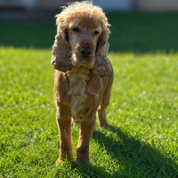 Photo of Winston