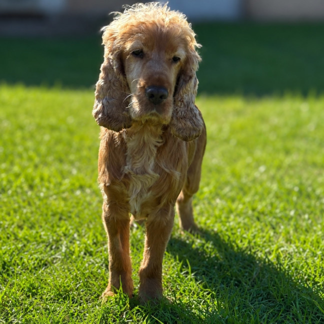 Photo of Winston