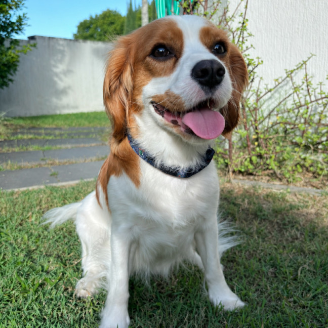 Photo of Bonnie