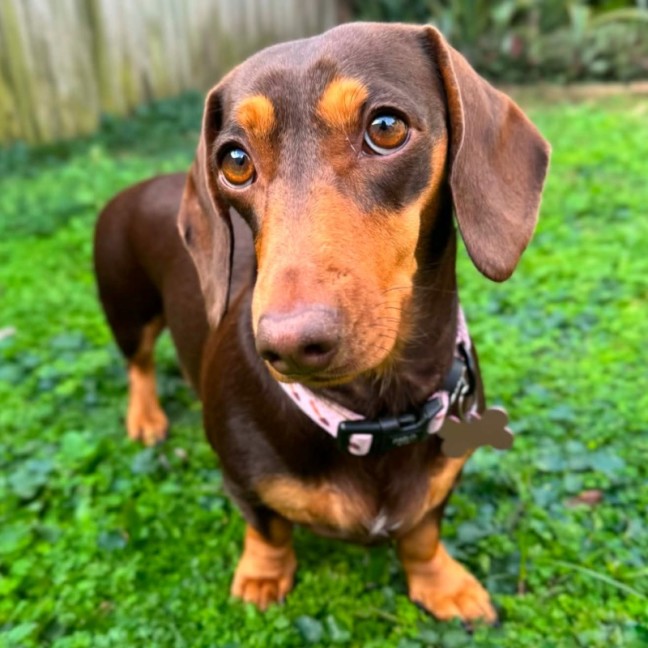 Photo of Chilli