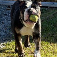 Photo of Max