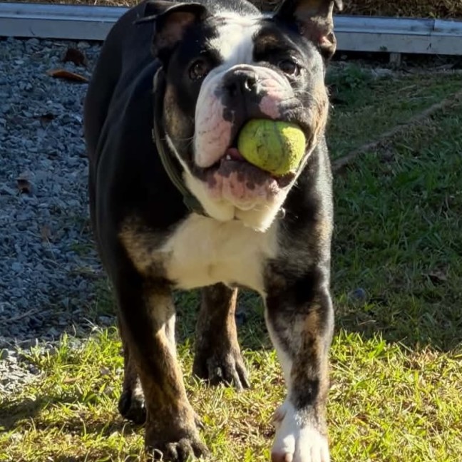 Photo of Max