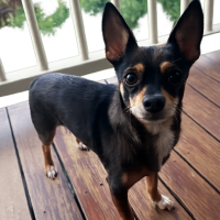 Photo of Charko