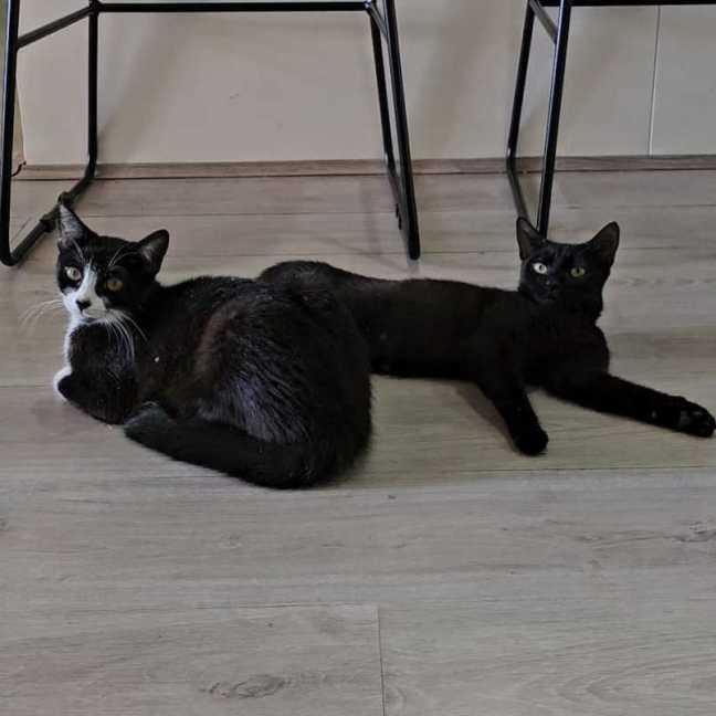 Photo of Scotch And Fillet