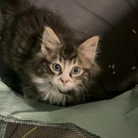 Photo of Rydor   Located In Pakenham