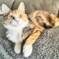 Photo of Polly Pocket