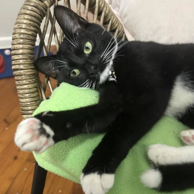 Photo of 🖤 Suki 🖤