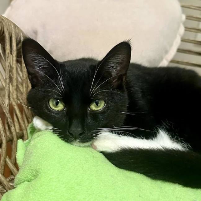 Photo of 🖤 Suki 🖤