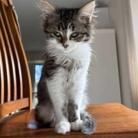 Photo of Ally