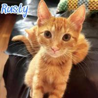 Photo of Rusty
