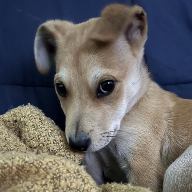 Photo of D1165 Wilson