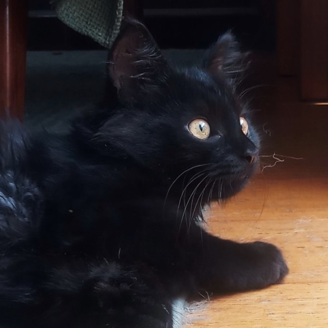 Photo of Bishop ^^Dandy Cat Rescue^^